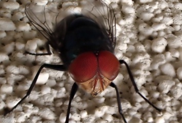 fly